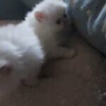 GORGEOUS White Full Persian Baby Girl Kittens, and Tortie Tabby Little Girl.. very loving and friendly