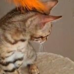 Sweet Kitty Tica registered bengal female
