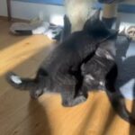 Russian blue X 1 girl left