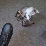 Maine Coon