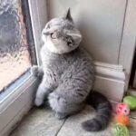 Beautiful Bsh Kittens Ready To Leave