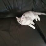 Persian Chinchilla mix Ragdoll kittens