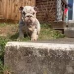 English bulldog fully suited lilac Merle