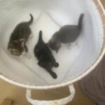 Cute Kittens for Sale