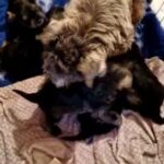 KC Registered Miniature Schnauzer Puppies