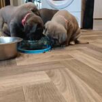 Feeding time
