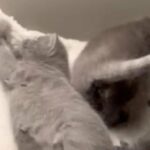 Gorgeous Russian Blue Kittens