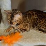 Stunning Tica registered bengal female