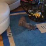 British Blue Shorthair kittens