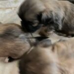 full bread Shih Tzu