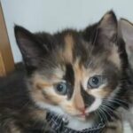 kitten