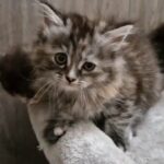 Persian X kittens