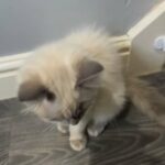 Ragdoll kittens