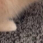 Exotic Shorthair GCCF registered kitten