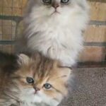 adorable persian girls