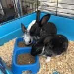rabbits