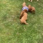 Miniature labradoodles