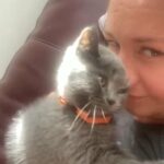 British Shorthair kitten