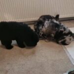 Chow Chow Puppies - READY to leave next week
