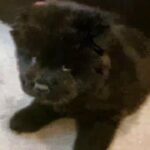 chow chow puppies