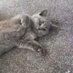 British Shorthair GCCF registered kittens BSH