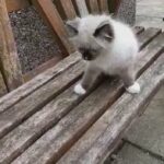 Ragdoll Female