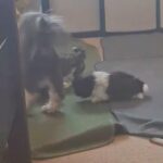 Pure-breed Shih Tzu Puppies