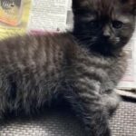 BSH X Kitties Beautiful mix British Shorthaired x