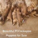 F1 Cockapoo Puppies for sale