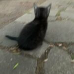 Dark Grey Tabby Kitten
