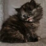 Angora X Persian kittens for sale