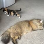 half BLH kittens