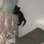 Black kitten for sale
