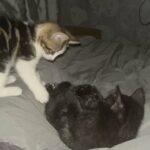 Two kittens for sale