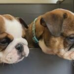 Beautiful Kc English Bulldog Puppies Ready For Loving Homes
