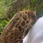 OFFERS ACCEPTED FOR LAST PEDIGREE TICA BENGAL GIRL