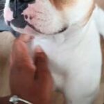 REHOME ADORABLE FRENCH BULL DOG