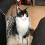 Maine coon