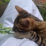 ? ONO QUICK LAST PEDIGREE STUNNING GIRL LEFT TICA REGISTERED?
