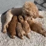 cavapoochon puppies