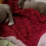 ABKC 6 Standard/Extreme American Bully puppy