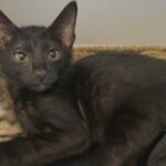 Bengal x Oriental kittens boys and girls