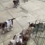 German shorthaired pointers