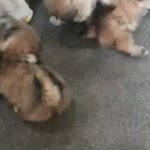 lhasa apso pure breed