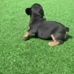 1 blue and tan male French bulldogs