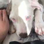 gorgeous American bully female