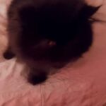 My Gorgeous Black FullPersian Boy ( who I wrongly thought was a girl so he likes his name Betty!)❤???