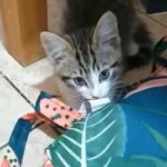 Kittens looking for a lovely family Ready Now