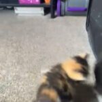 half Persian kittens