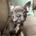 French bulldog